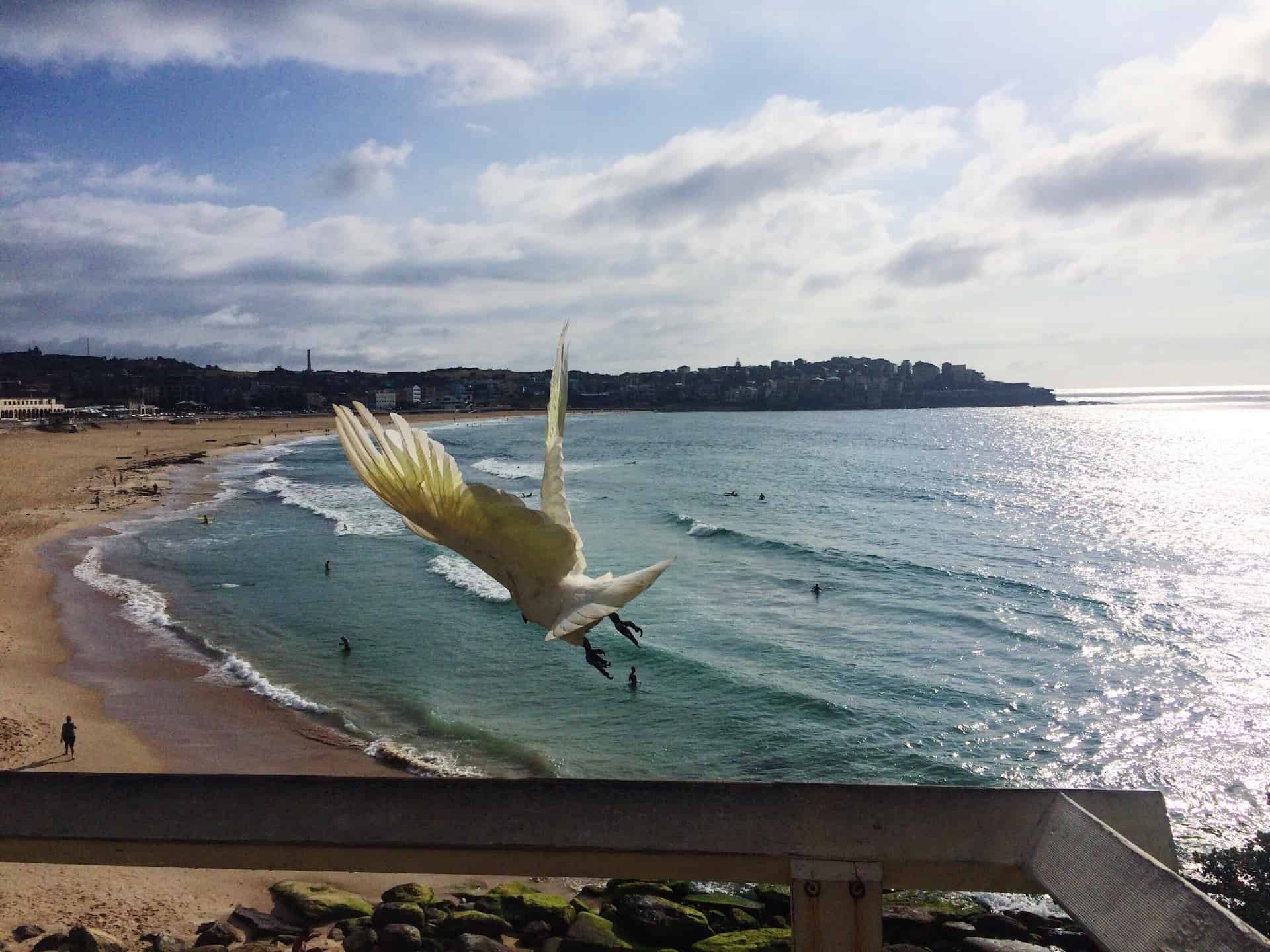 Bondi Beach Facts You Probably Didn't Know