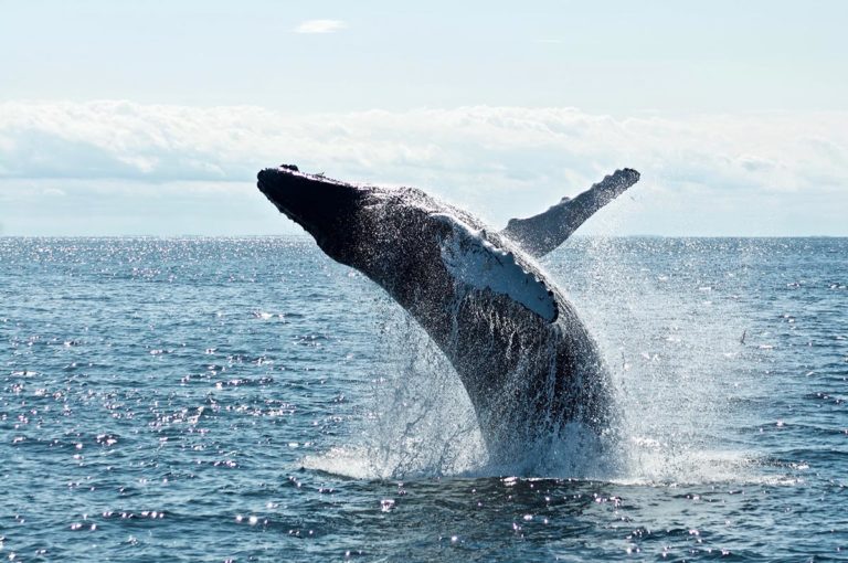 everything you need to know before going whale watching bondi
