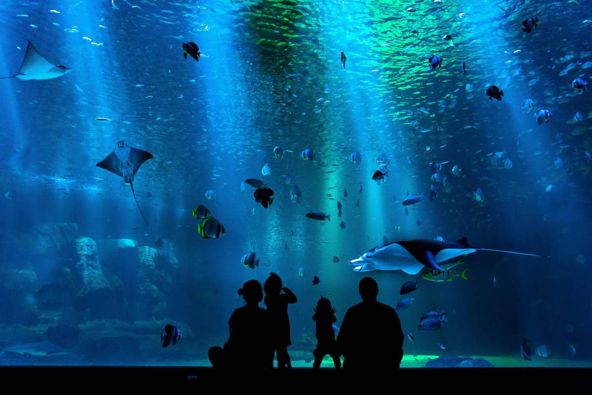 sea life sydney aquarium