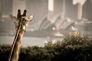 sydney taronga zoo