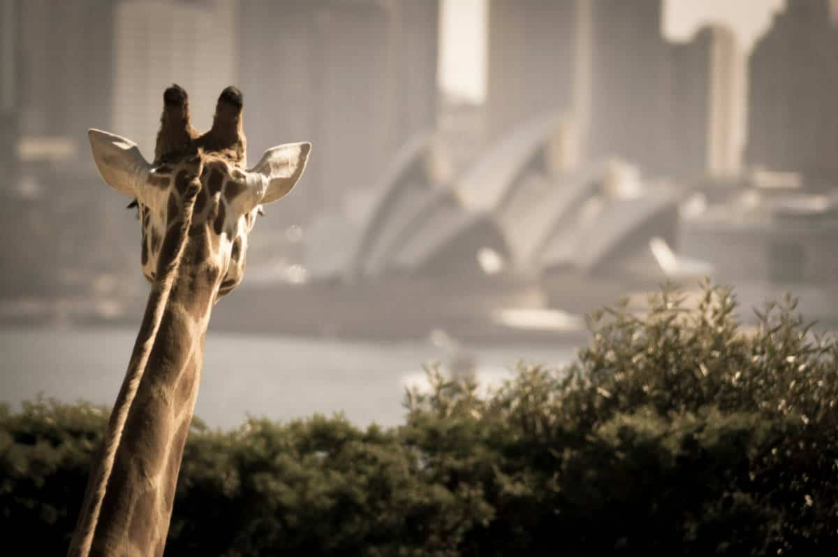 sydney taronga zoo