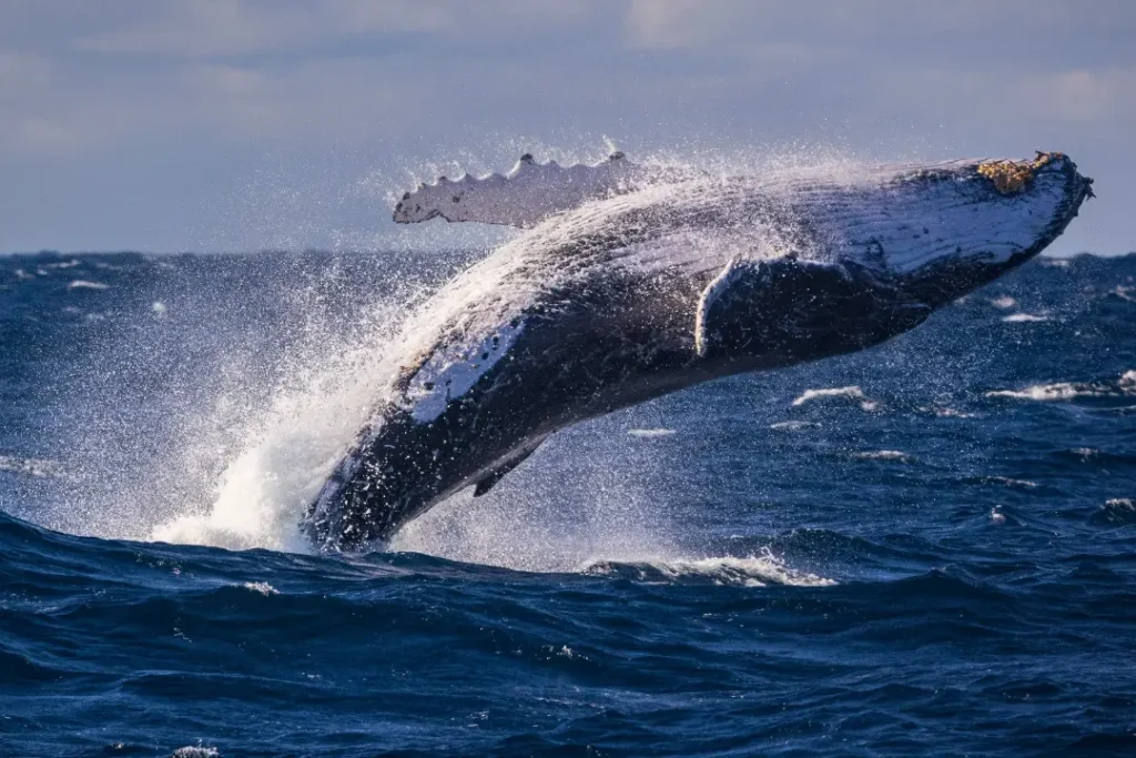whale watching opportunities in australia